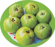 Hương vị ổi Bo