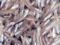 Cá cơm vẫn chỉ là tiềm năng