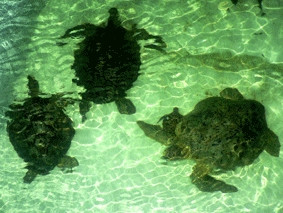 3 con rùa biển thu giữ được thả tạm tại
bể nuôi của Viện nghiên cứu biển Nha Trang.