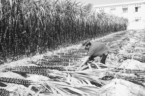 Cánh đồng mía "công nghệ cao"
của Công ty TNHH Sao Vàng.