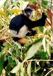 Loài voọc mông trắng có nguy cơ tuyệt chủng cao