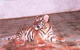 Hổ con mỗi bữa ăn 5 kg thịt.