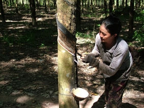Thu hoạch mủ cao-su tại huyện Đức Linh
(Bình Thuận).