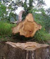 Những cây ké bị triệt hạ.