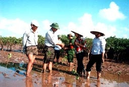 “Sân ga” cho những đàn chim  di cư