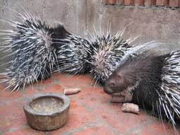 Giàu lên nhờ nuôi nhím