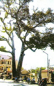 Cây dầu đôi bên thành cổ Diên Khánh