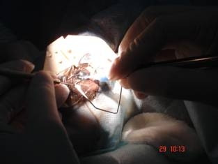 Phẫu thuật đục thuỷ tinh thể cho... động vật quí hiếm