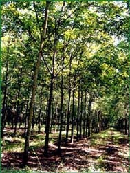 Chế tạo thành công sơn điện di từ dầu hạt cao su