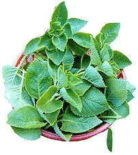 Một số cây thuốc nên trồng trong nhà