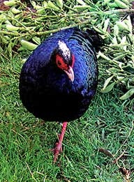 Ga lôi lam mào trắng.