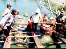 Thu hoạch cá ba sa
ở đồng bằng sông Cửu Long.