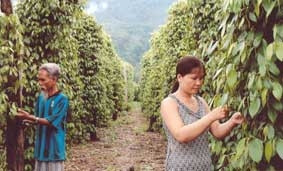 Nhân dân thôn miền núi Tống Cói, xã Ba,
huyện Đông Giang (Quảng Nam) chăm sóc tiêu.