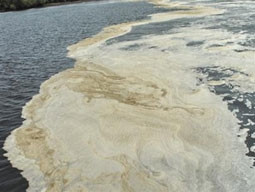 Nguồn thải chính của Vedan gây ô nhiễm nước sông Thị Vải.