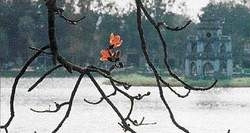 Hoa gạo và những vị thuốc quen thuộc