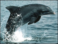 Cá heo cũng có "tên riêng"