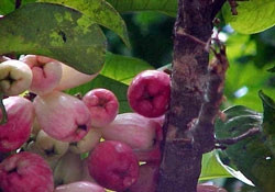 Dùng chất thải men bia diệt ruồi hại quả