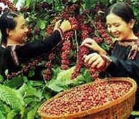 Nga: tiêu thụ cà-phê bão hoà, chè sẽ tăng