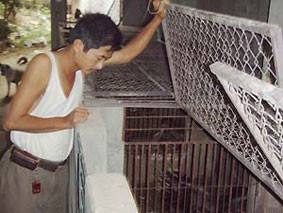 Nhím dễ nuôi, thu nhập khá