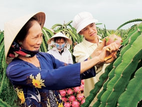 Thu hoạch thanh long ở xã Hàm Mỹ
(Hàm Thuận Nam, Bình Thuận).