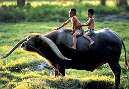 Việt Nam đoạt 9 trong tổng số 15 giải thưởng tại cuộc thi ảnh APO