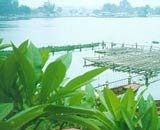 Nhờ vi sinh vật làm sạch hồ