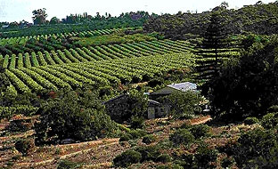 Vùng ngoại ô Adelaide với những cánh đồng nho.