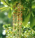 Vị thuốc từ cây lộc vừng