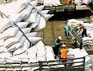 Dự báo giá gạo năm 2005