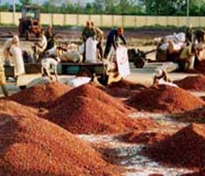 Khó xảy ra xu hướng cà phê tăng giá hơn nữa