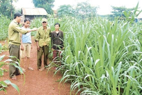 Bà con người dân tộc Gia Rai ở huyện
Đức Cơ trồng cỏ VA06 chăn nuôi bò.
