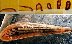 Vắt và cách di chuyển.