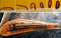 Vắt và cách di chuyển.