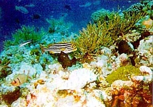 Đa dạng môi trường biển Việt Nam