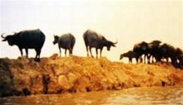 Một cảnh trong phim.