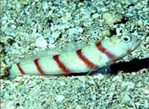 Những khám phá mới về các loài sinh vật sống trong đại dương