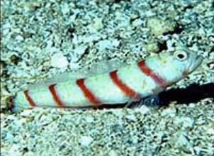 Những khám phá mới về các loài sinh vật sống trong đại dương