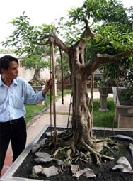 Cây cảnh này có giá hơn 100 triệu
(ảnh rced.com.vn).