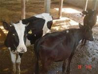 Phải chăng dự án phát triển bò sữa ở Bà Rịa - Vũng Tàu phá sản?