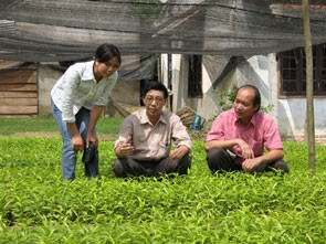 Vườn ươm cây dó bầu ở An Giang.