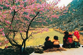 Sắc xuân xóm núi.