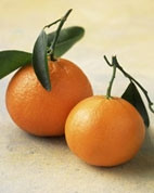 Vị thuốc từ cây quất