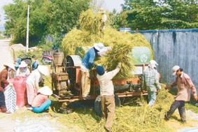 Thu hoạch lúa thị thị xã Kon Tum.