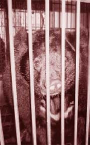 Một góc triển lãm
"Trả lại sự bình yên cho loài gấu".