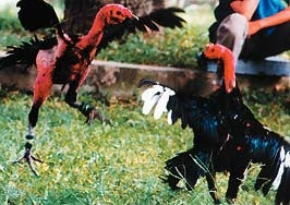 Chọi gà, thú chơi công phu