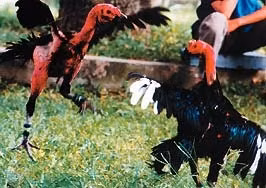 Chọi gà, thú chơi công phu