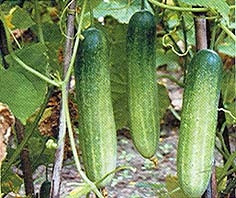 Vai trò của chất xơ trong dinh dưỡng hợp lý