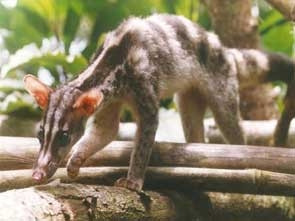 Cầy vằn Việt Nam xuất ngoại sang Anh