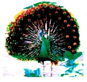 Công trống Việt Nam.