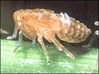 Giải pháp phòng trừ rầy nâu sinh bệnh vàng lùn và lùn xoắn lá